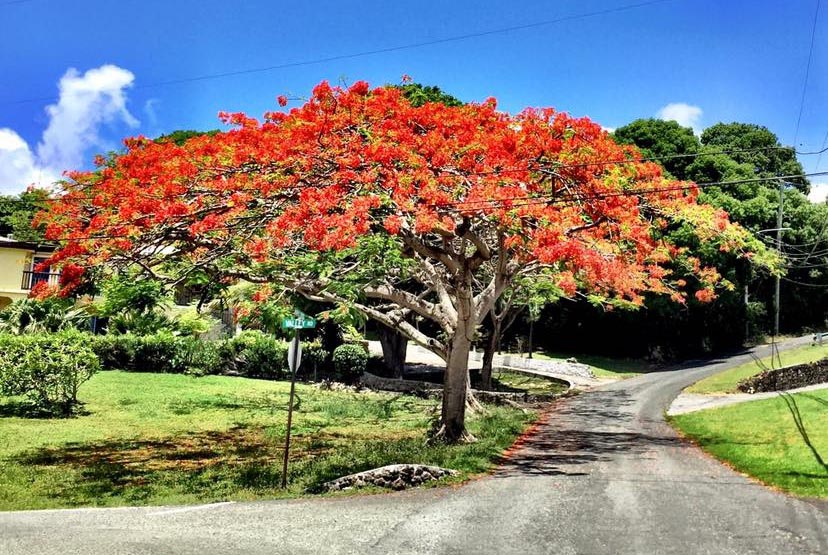 The Flamboyant Tree on St. Croix