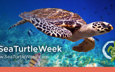 Sea Turtle Week