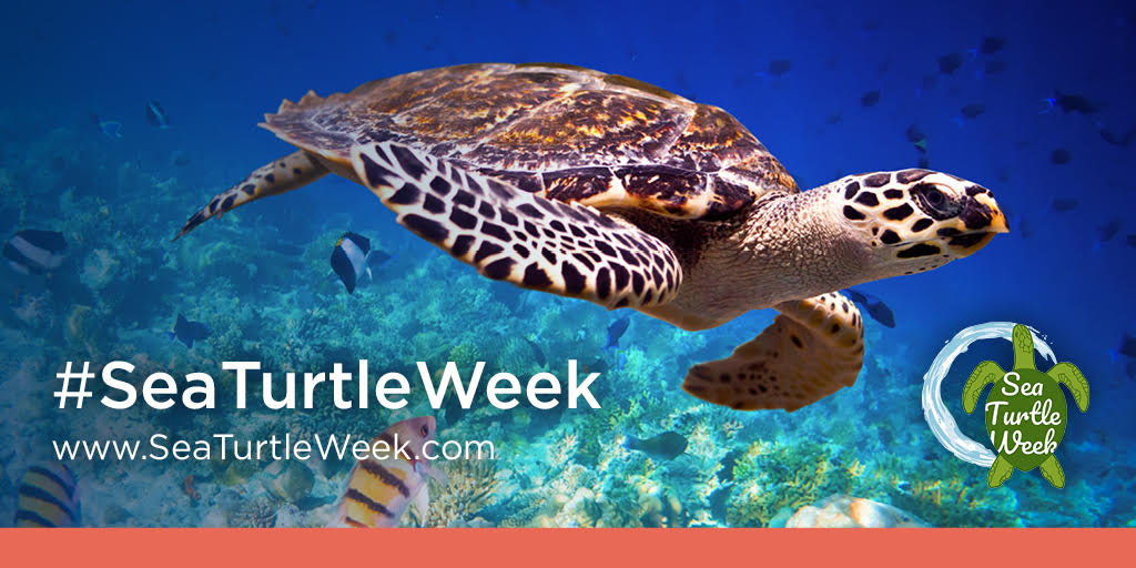 Sea Turtle Week