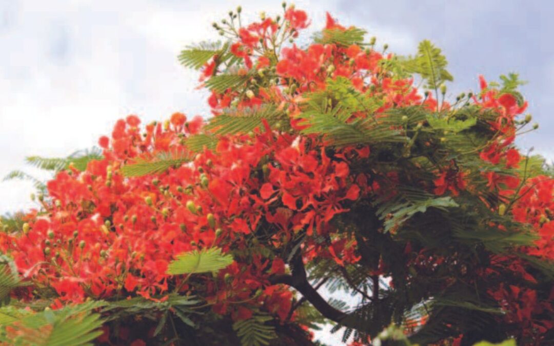 In Full Bloom: The Widespread Vibrancy of Flamboyant Trees