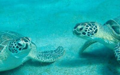 St. Croix Sea Turtle Project